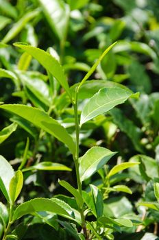 Closeup of fresh green tea leaves on a tea bush in japan