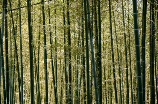 Background of a sunlit green japanese bamboo forest