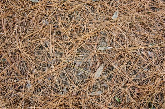 brown pine needle background pattern of forest floor