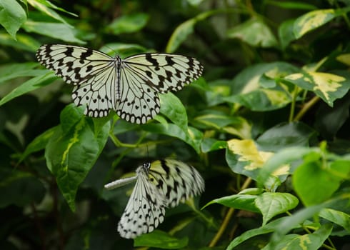 Two large Tree Nymph butterflies, Idea leuconoe, sitting and flying on a green plant
