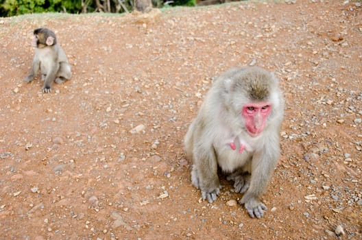 Female japanese macaque, Macaca fuscata, sitting on the ground with macaque baby in the background