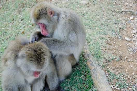 Two japanese macaques, Macaca fuscata, sitting on the ground and grooming
