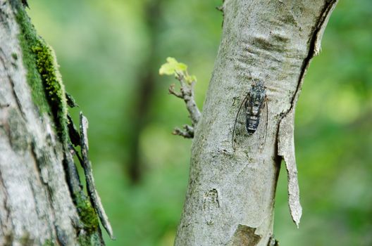 Cicada sitting on a tree and singing