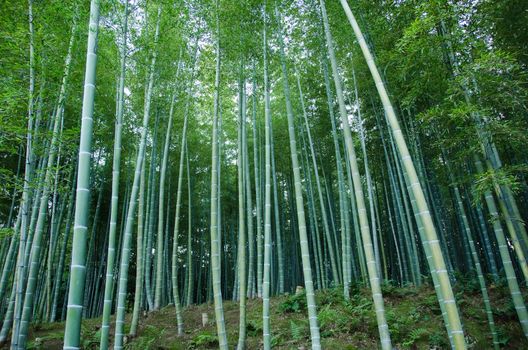 Background of a green japanese bamboo forest seen from the side