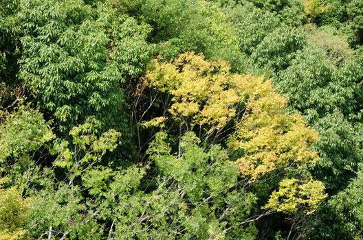 Japanese deciduous forest canopy as seen from above in summer in Osaka, Japan
