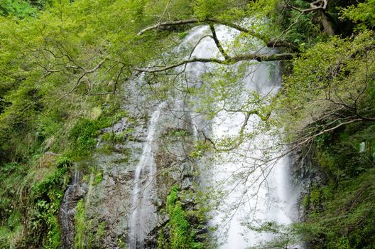 Water fall at the Mino Quasi National Park in Japan with green maple tree