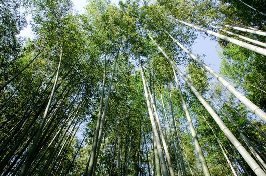 Green japanese bamboo forest seen from below