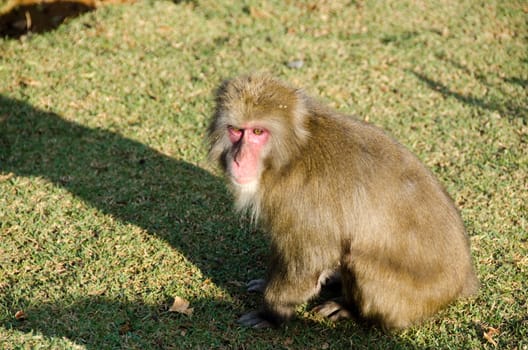 Japanese macaque, Macaca fuscata, sitting on the ground in its natural habitat