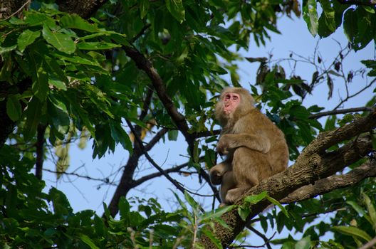 Japanese macaque, Macaca fuscata, sitting on a tree in its natural habitat