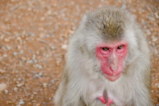 Half portrait of a female japanese macaque, Macaca fuscata, sitting on the ground