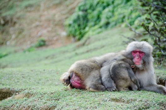 Female japanese macaque, Macaca fuscata, lying on the ground with a baby sleeping in her arm