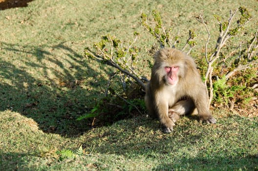 Japanese macaque, Macaca fuscata, sitting on the ground in its natural habitat