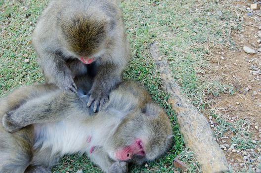 Two japanese macaques, Macaca fuscata, sitting on the ground and grooming