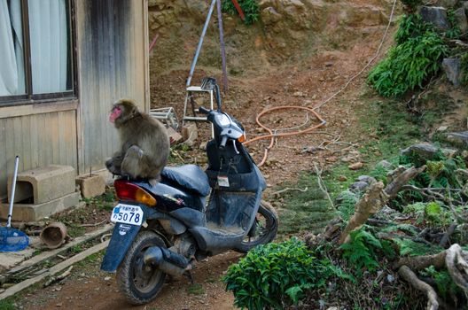 Japanese macaque, Macaca fuscata, sitting on a motor scooter in japan