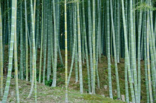 Background of a green japanese bamboo forest seen from the side