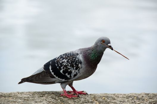 Rock Dove, Columba livia in front of a lake