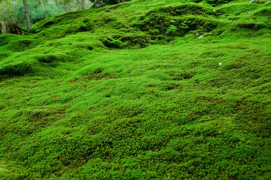 Natural carpet of green moss on a forest floor, green background