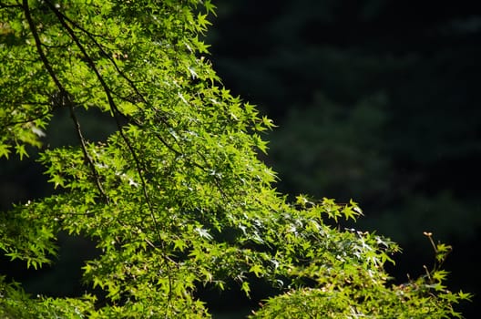 Green leaves of the japanese maple in summer, foliage