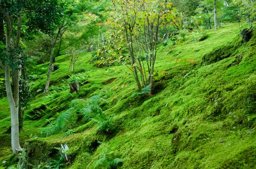 Forest floor covered with moss, natural green background