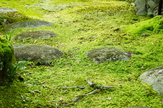 Closeup of a moss in a japanese garden with stones and tree