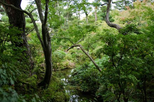 Japanese garden with water and dense vegetation