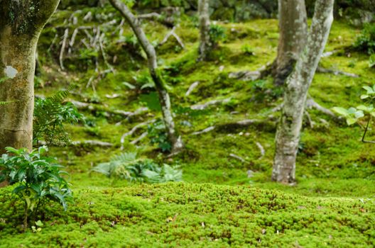 Closeup of a moss in forest with trees in the background