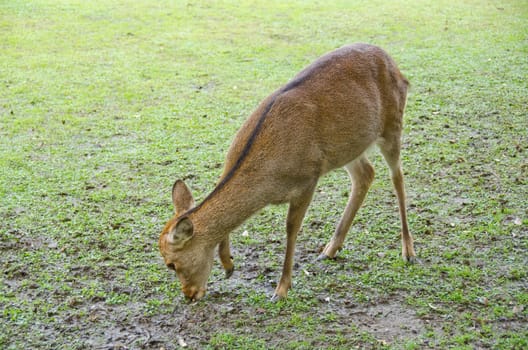 Female Sika Deer, Cervus nippon on a meadow in Nara, Japan