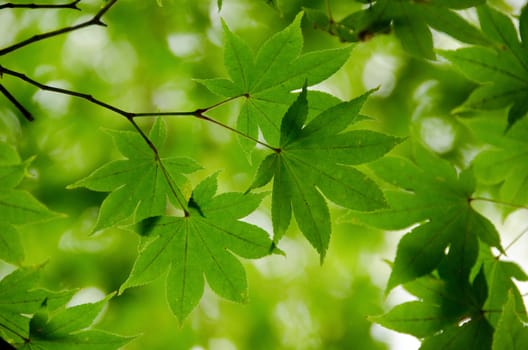 A branch of  green maple leaves as background structure