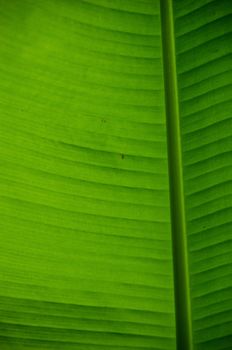 Natural green background of a banana leaf