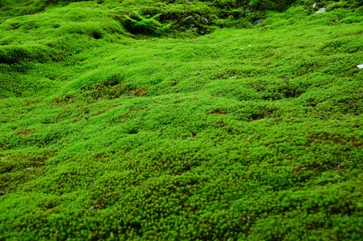 Natural carpet of green moss on a forest floor, green background