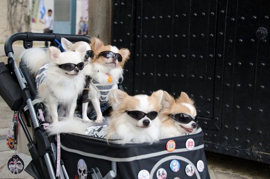 Five dogs with clothes and sunglasses sitting in a pram in Japan