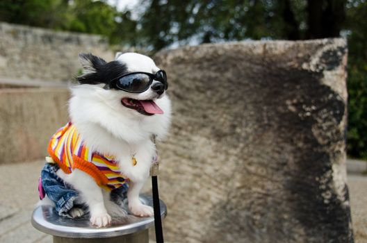 Cool dog with clothes and sunglasses in Japan