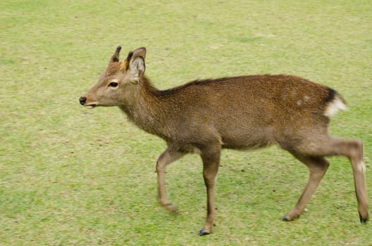 Young male Sika Deer, Cervus nippon, walking on a meadow in Nara, Japan