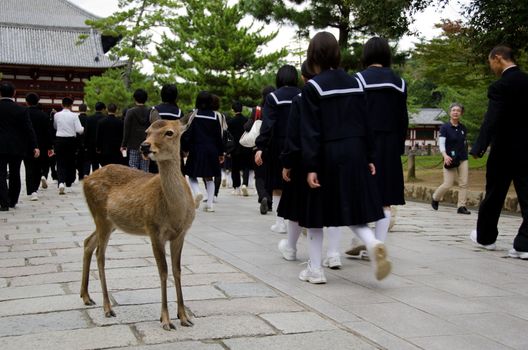 Sika Deer on a stonepath in Nara with tourists