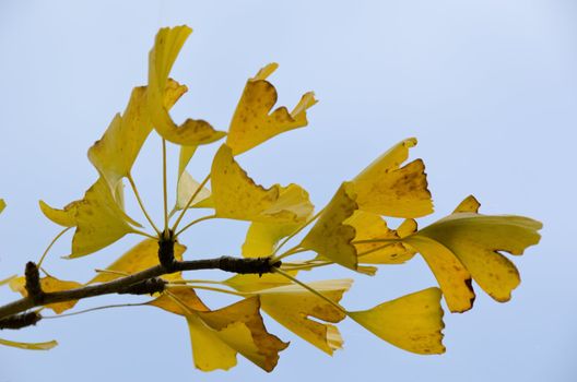 Leaves of Ginkgo biloba on the tree in sunshine with blue sky in background