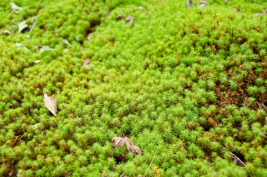 closeup of a moss in forest, green background
