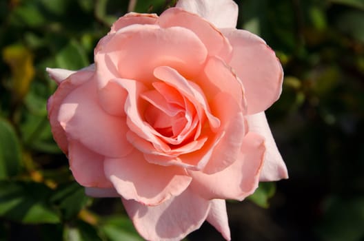 Detail of a pink rose flower in sunlight