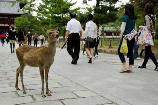 Sika Deer on a stonepath in Nara with tourists
