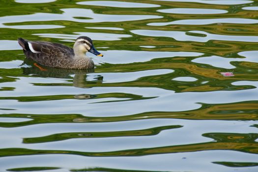  Spot-billed Duck, Anas poecilorhyncha, swimming on a lake