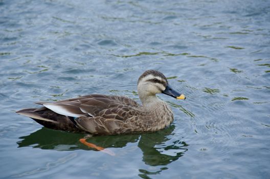  Spot-billed Duck, Anas poecilorhyncha, swimming on a lake