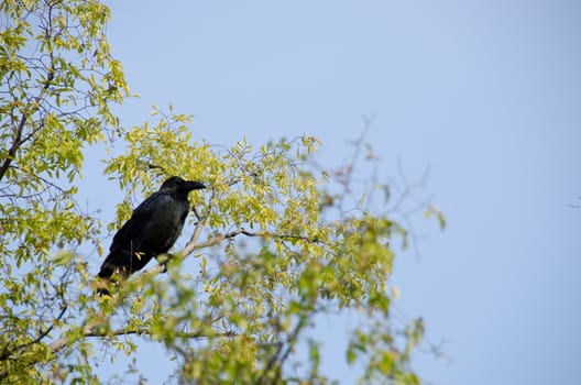 Jungle Crow, Corvus macrorhynchos, sitting on  a branch in a tree