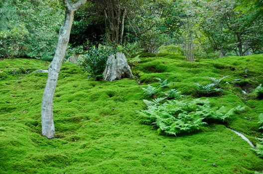 Green moss on a forest floor in Japan, natural green background