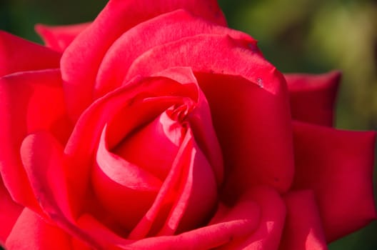 Detail view of a red rose flower in sun light