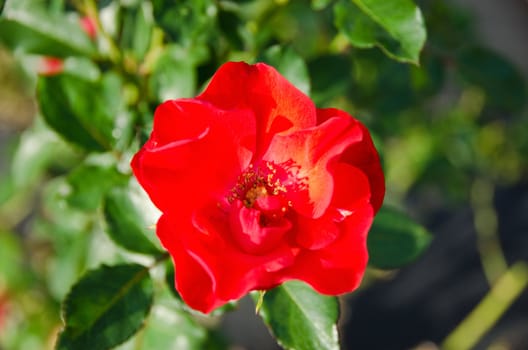 Detail of a red wild rose in daylight