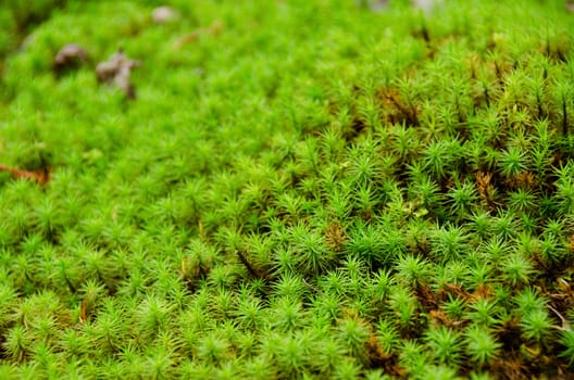 closeup of a moss in forest, green background