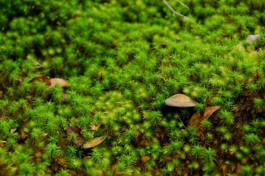 Closeup of moss in a forest with a small mushroom, green natural background