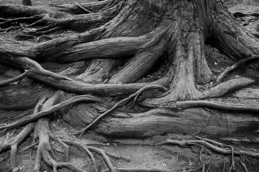 Complex structure of roots of a coniferous tree