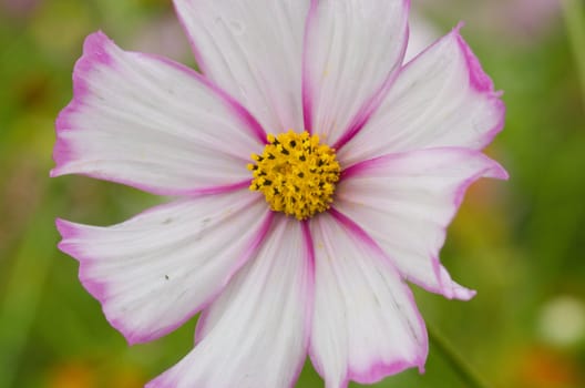 Close up of a single white and pink cosmos flower, Cosmos bipinnatus