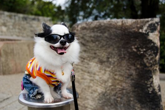 Cool dog with clothes and sunglasses in Japan