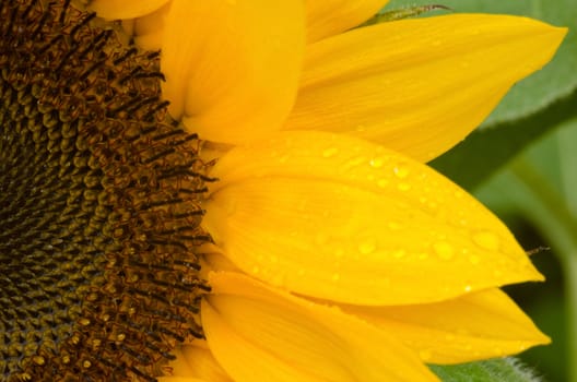 Detail of a part of a sun flower on a wet day